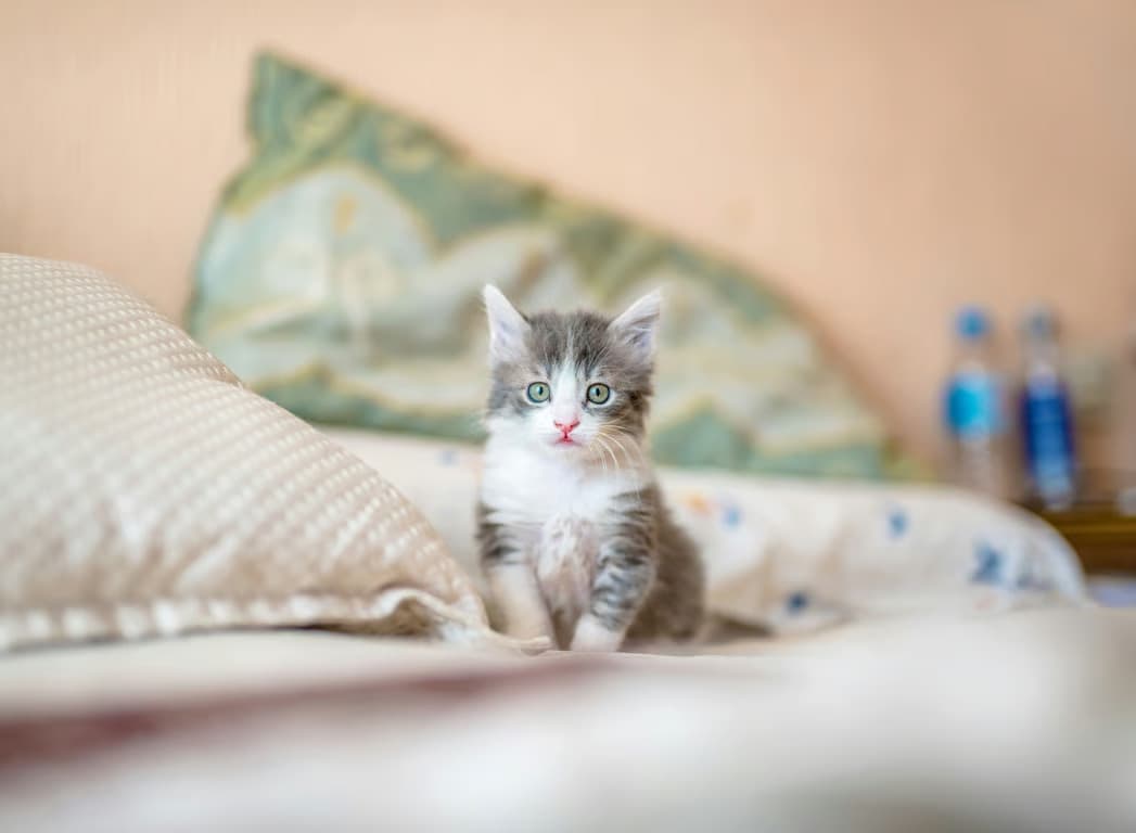 Usia Ideal Untuk Kitten Mulai Mencerna Makanan (Foto : VRITIMES.com)